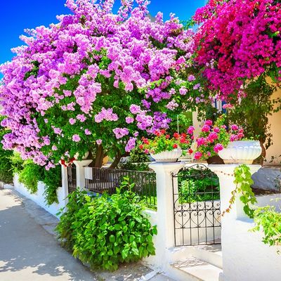 Šta svako dvorište  treba da ima: Cveće koje čuva kuću i ukućane, donosi boljitak i uspeh! (FOTO)