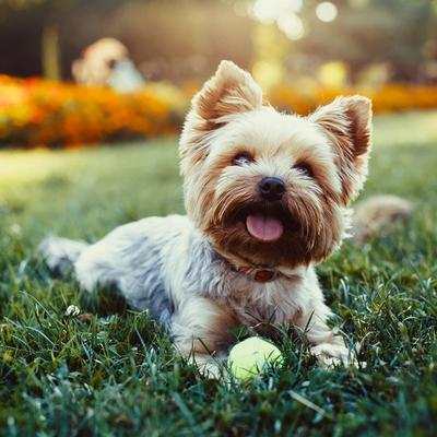 Letnje osveženje: Kako da napravite tuš za psa u svom dvorištu! (VIDEO)