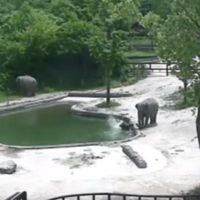 Slonče upalo u bazen i počelo da se davi: Snimak njegovog spasavanja oduzima dah! (VIDEO)