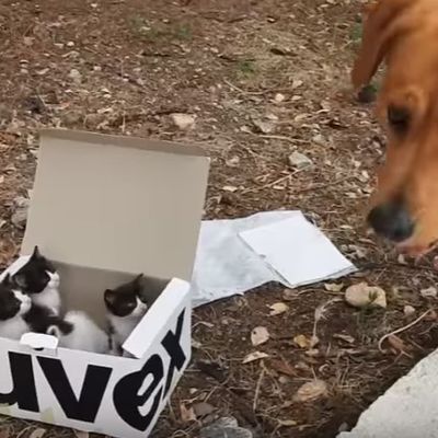 Pas pronašao kutiju sa napuštenim mačićima: Vlasnicima priredio šok života! (VIDEO)