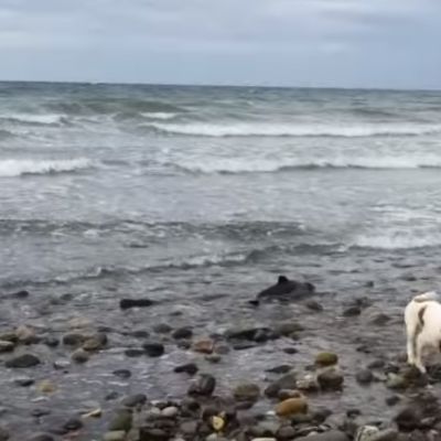 Pas se zatrčao u more i počeo da laje: Vlasnik shvatio jezivu istinu! (VIDEO)