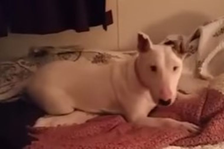 Spašeni pas prvi put skočio na krevet: Njegova reakcija nikog ne ostavlja ravnodušnim! (VIDEO)