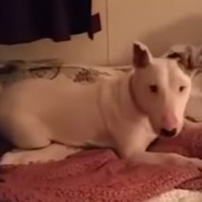 Spašeni pas prvi put skočio na krevet: Njegova reakcija nikog ne ostavlja ravnodušnim! (VIDEO)