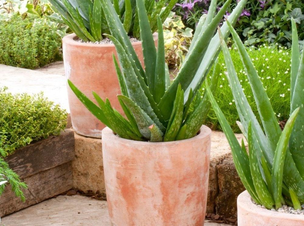 Aloe Vera