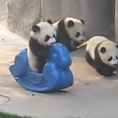 Pandama ubacili plastičnog ponija: Nešto najslađe što ćete videti danas! (VIDEO)