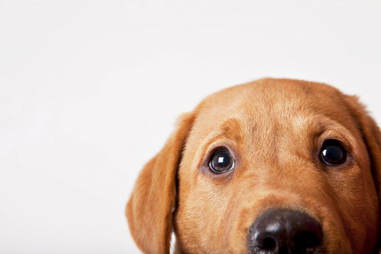 Sve što ste ikada hteli da znate o ponašanju vašeg psa: Zašto ide za nama u WC?