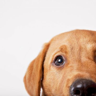 Sve što ste ikada hteli da znate o ponašanju vašeg psa: Zašto ide za nama u WC?