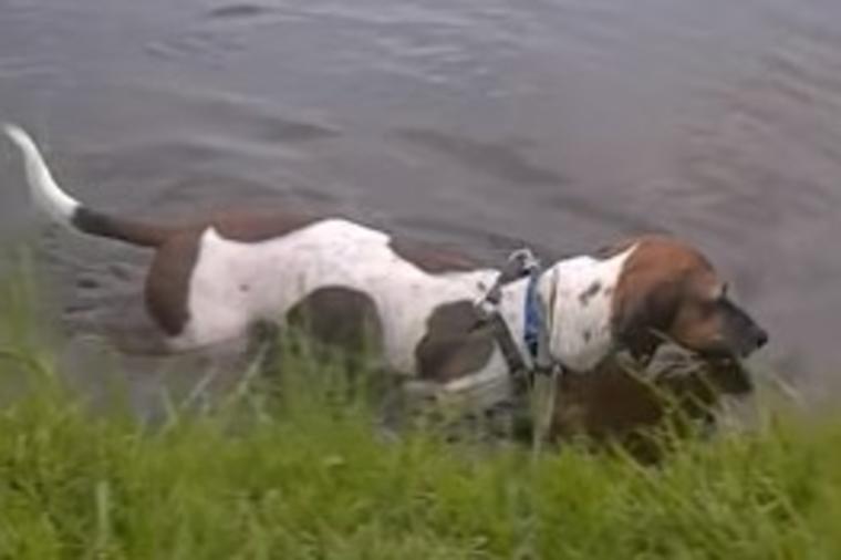 Pas plivao u ribnjaku nakon uragana: Vlasnica u sekundi shvatila jezivu istinu! (VIDEO)