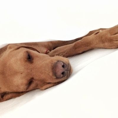 Saznajte više o svom psu po načinu na koji spava: Da li su opušteni, plašljivi, osetljivi?