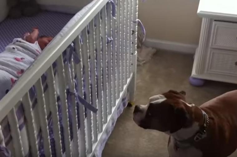 Beba zaplakala u krevecu: Mama odmah zgrabila kameru da snimi šta pas radi! (VIDEO)