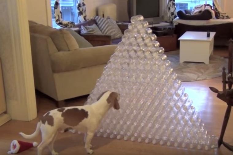 Od plastičnih flaša napravio piramidu: Njegov pas mu jasno stavio do znanja šta misli o njoj! (VIDEO)