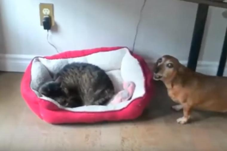 Mačka zauzela psu krevet: Njegova reakcija će vas nasmejati do suza! (VIDEO)