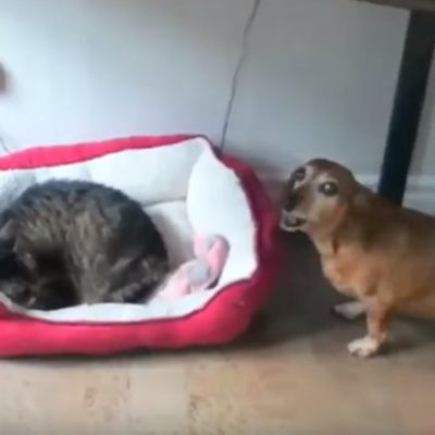 Mačka zauzela psu krevet: Njegova reakcija će vas nasmejati do suza! (VIDEO)