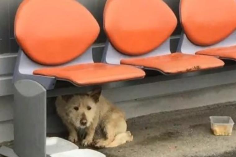 Vlasnici napustili uplašenog psa: Celu zimu proveo na ulici, a onda mu jedan susret potpuno promenio život! (VIDEO)
