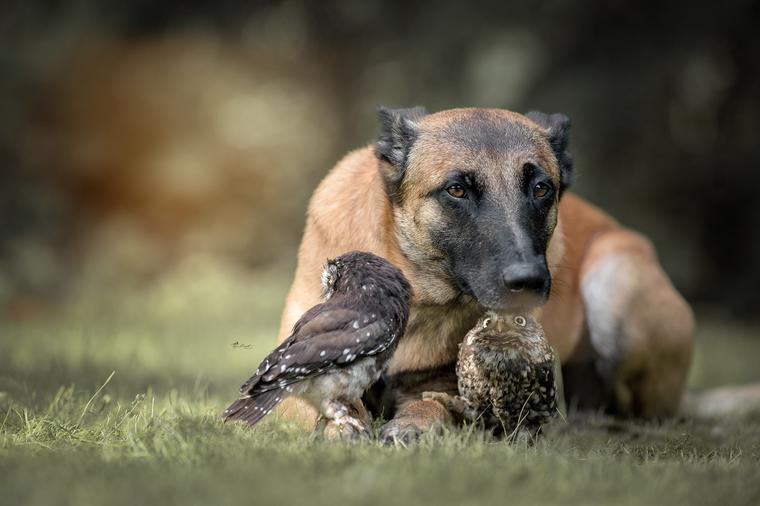 Nešto najslađe što ćete videti danas: Potpuno neočekivano prijateljstvo psa i sove! (FOTO)