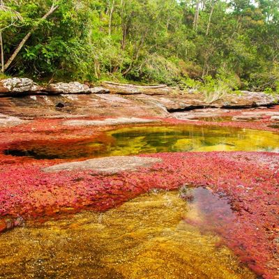 Neverovatno čudo prirode: Reka duginih boja u srcu Kolumbije! (FOTO, VIDEO)