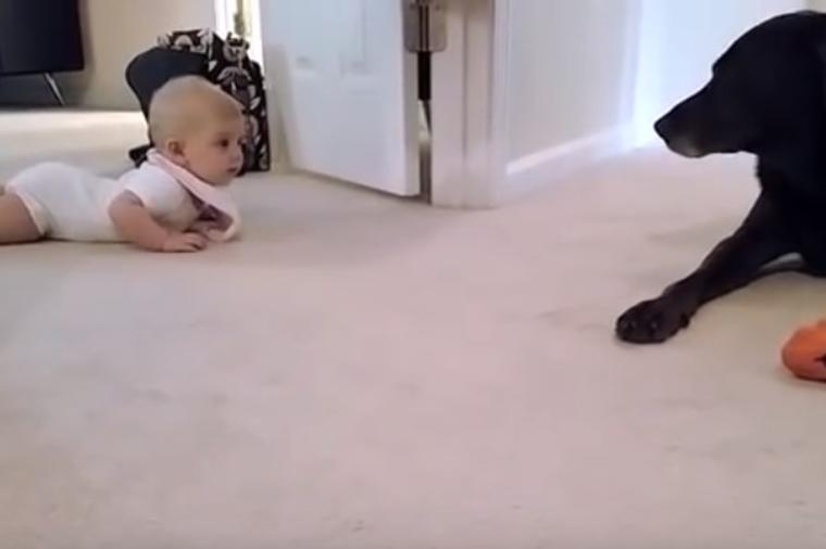 Beba počela prvi put da puzi: Pas njenim roditeljima priredio trenutak za pamćenje! (VIDEO)