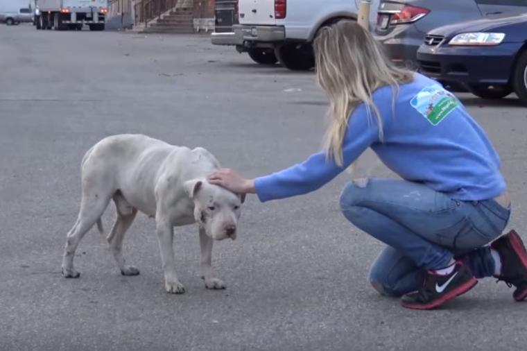 Bio je zlostavljani pas, ali nije gubio veru u ljude: Kako je sreća konačno počela da mu se smeši! (VIDEO)