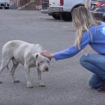 Bio je zlostavljani pas, ali nije gubio veru u ljude: Kako je sreća konačno počela da mu se smeši! (VIDEO)