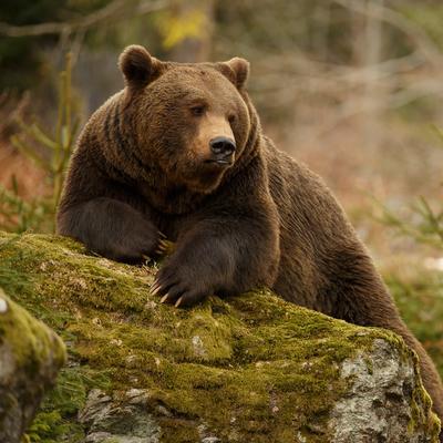 Stari sretenjski običaj kaže - zimi još nije kraj: Medvedi u zoo-vrtu ugledali svoju senku