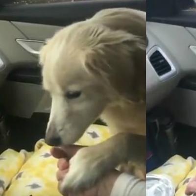 Sve vreme je držao šapu na ženinoj ruci: Postupak ovog psa dokazuje koliko su životinje plemenite! (VIDEO)