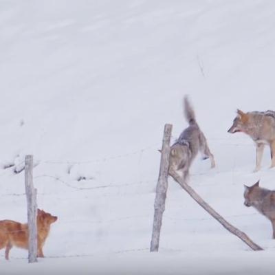 Tri vuka napala mladog psa: Spasao se sigurne smrti u poslednji čas na maestralan način! (VIDEO)
