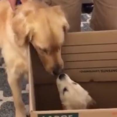 Stariji pas dobio novog malog drugara: Ovo je nešto najslađe što ćete videti danas! (VIDEO)