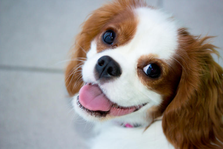 10 vrsta pasa kojima najviše prija život u stanu: Najprilagodljivije rase! (FOTO)