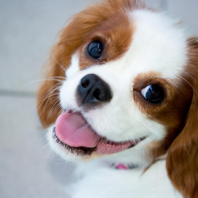 10 vrsta pasa kojima najviše prija život u stanu: Najprilagodljivije rase! (FOTO)