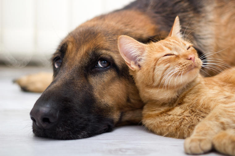 Za pse i mačke: Besplatni pregledi, vakcinacija i čipovanje do kraja godine!