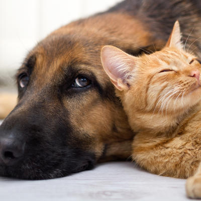 Za pse i mačke: Besplatni pregledi, vakcinacija i čipovanje do kraja godine!