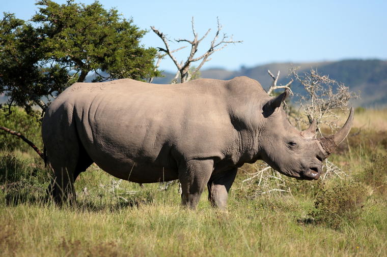 Tužna vest: Uginuo poslednji mužjak belog nosoroga na svetu! (VIDEO)