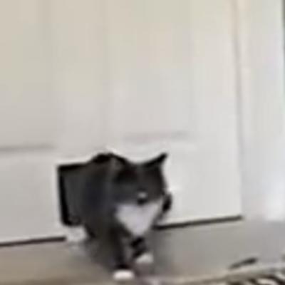 Mačka se vratila iz šetnje i dovela neočekivanog gosta: Vlasnici bili zapanjeni! (VIDEO)