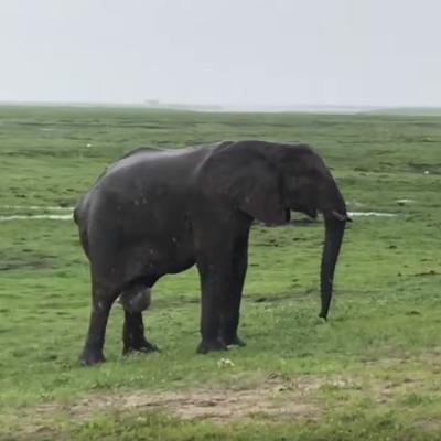 Turisti tokom safarija primetili da se slonica porađa: Celo krdo uradilo nešto neverovatno! (VIDEO)