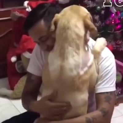 Pas došao kući nakon teške operacije: Njegov susret sa vlasnikom će vam naterati suze na oči! (VIDEO)