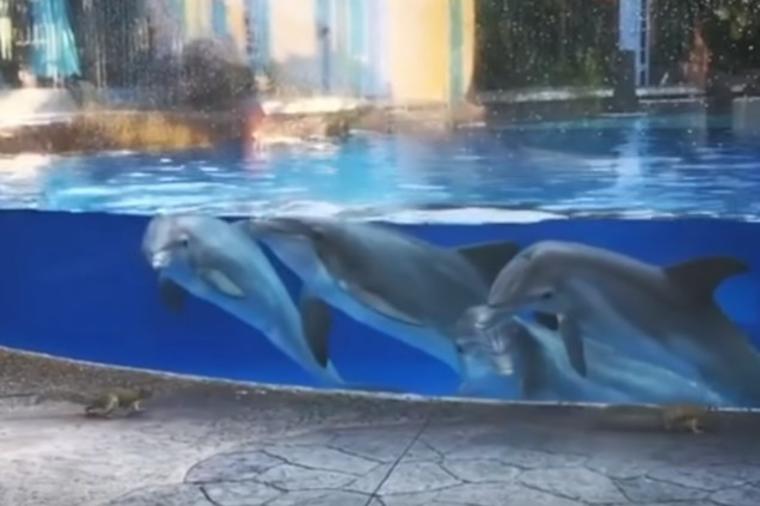 Delfini plivali u bazenu kada su pored njih prošle veverice: Snimak koji će vam ulepšati dan! (VIDEO)
