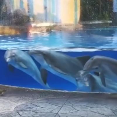 Delfini plivali u bazenu kada su pored njih prošle veverice: Snimak koji će vam ulepšati dan! (VIDEO)