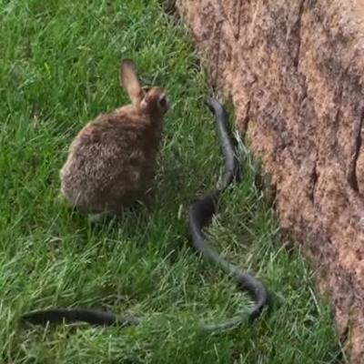 Zečica ugledala zmiju kod svojih beba: U sekundi znala šta mora da uradi! (VIDEO)