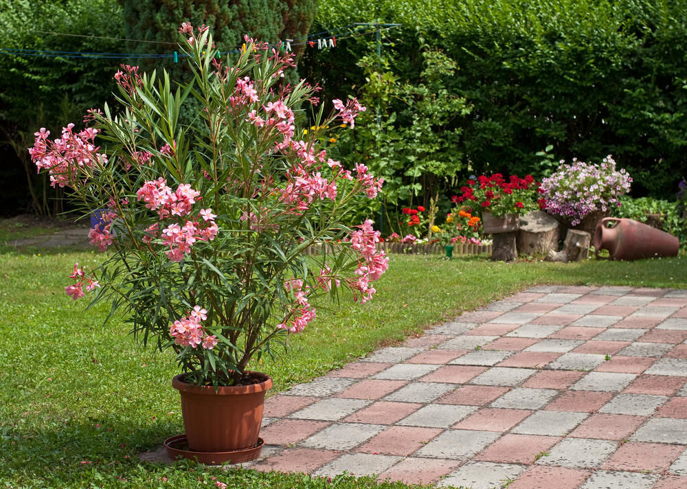 Oleander, Cveće, Dvorište, Bašta