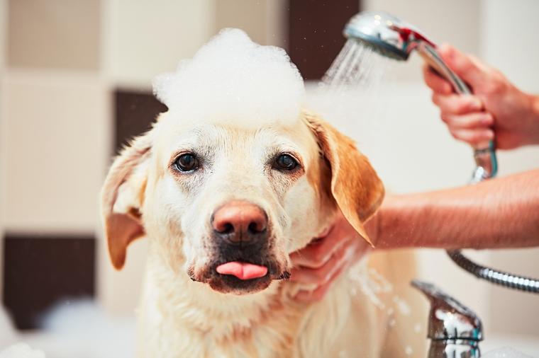 Koliko često treba kupati psa: Zavisi od vrste dlake!
