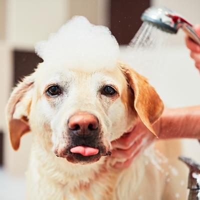 Koliko često treba kupati psa: Zavisi od vrste dlake!
