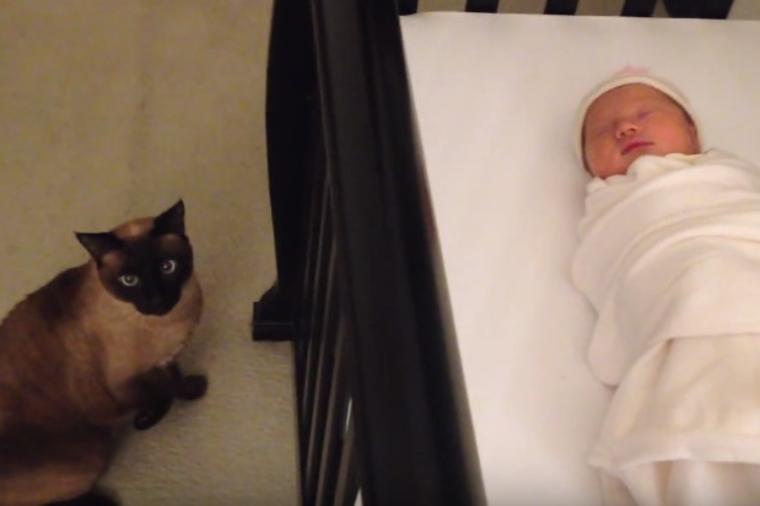 Zaboravili da obaveste mačku da su dobili bebu: Zbog njene reakcije plakaćete od smeha! (VIDEO)