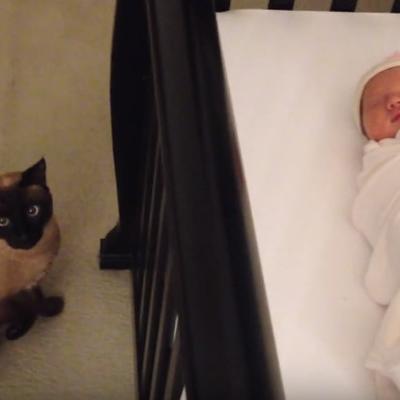 Zaboravili da obaveste mačku da su dobili bebu: Zbog njene reakcije plakaćete od smeha! (VIDEO)