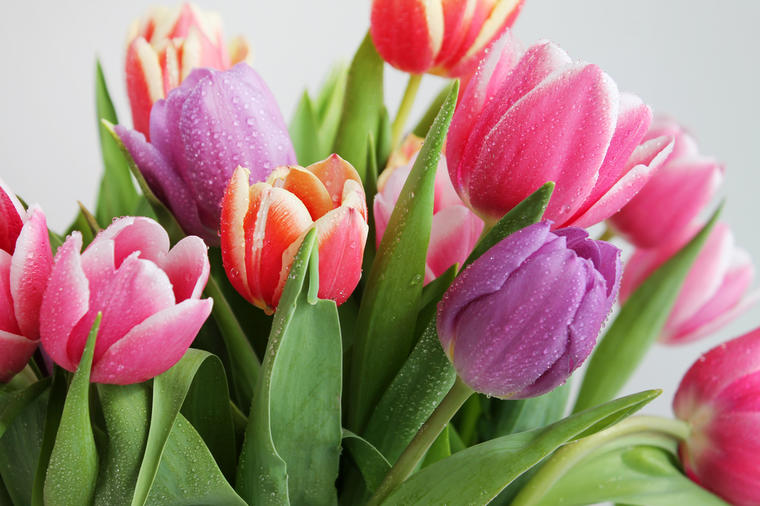 Unesite proleće u svoj dom: Ovo cveće je vesnik novog godišnjeg doba!
