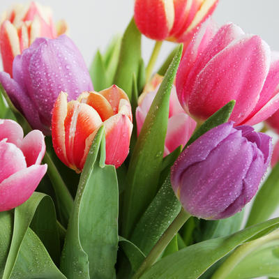 Unesite proleće u svoj dom: Ovo cveće je vesnik novog godišnjeg doba!