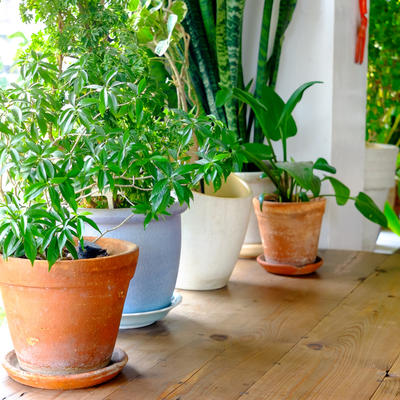 Ove 3 sobne biljke svaki dom mora da ima: U roku od jednog sata ukloniće sve viruse iz vazduha!