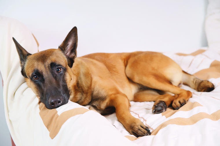 Epi napadi i konvulzije kod pasa:  Evo kako da im pružite prvu pomoć u ovim situacijama!