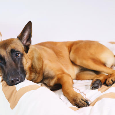 Epi napadi i konvulzije kod pasa:  Evo kako da im pružite prvu pomoć u ovim situacijama!