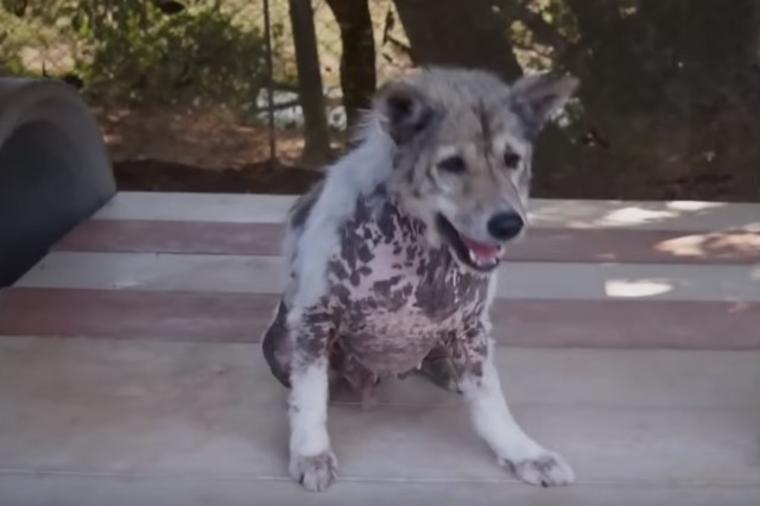 Stari pas saznao da je usvojen: Njegova reakcija nikog ne ostavlja ravnodušnim! (VIDEO)
