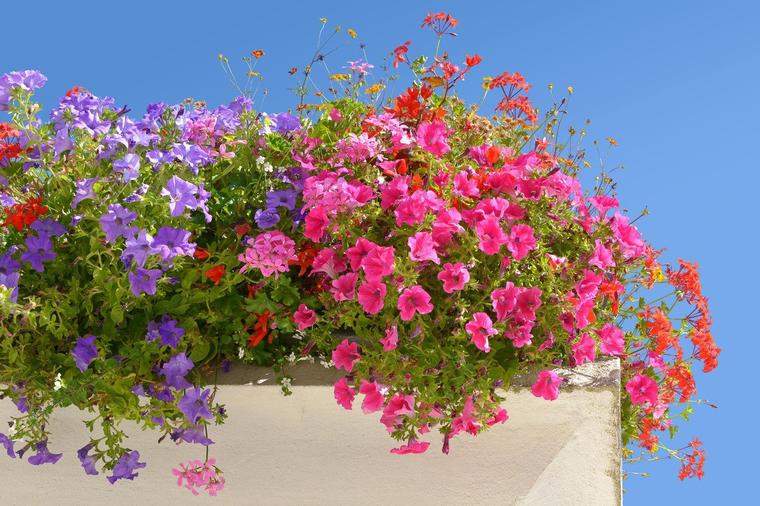 Da vaši balkoni budu šareni celo leto: Ovo morate dodati u surfinije da cvetaju neprestano!